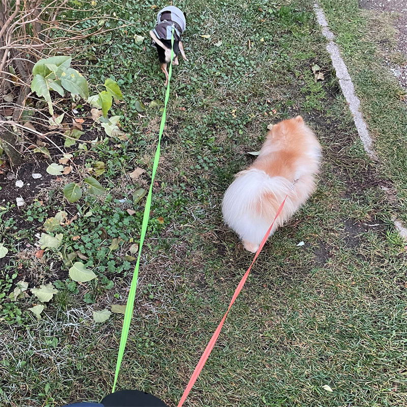 Correa retractil reflectante 360° para perros pequenos